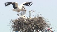 コウノトリが“電柱”で子育て　翼を広げて天敵から守る親鳥…巣立ちをめざし羽ばたく練習をするひなの姿も【佐賀発】