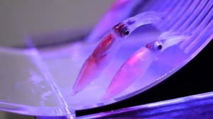 ホタルイカの身投げ?なぜあなたはそんなに美しく光るのか 歴史的豊漁でも嘆く漁師の心