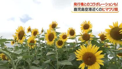 鹿児島空港近くのヒマワリ畑　飛行機とのコラボレーションも！