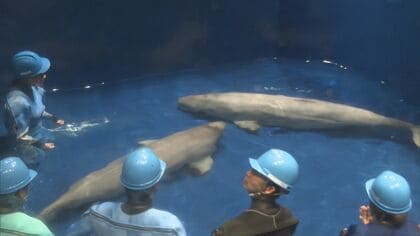 「リーリャ」と「アラン」シロイルカ2頭がお引っ越し…一般公開へ一歩　新たな環境でさらなる成長へ【島根発】　