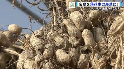 広島をピーナッツの産地に！　ふかふかの土と無農薬にこだわり独自製法　生産量1位の千葉に「味では負けていません」
