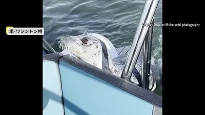 アザラシが“命懸け”の緊急避難…鳴き声あげボートに飛び乗る　シャチの群れからいったん逃れるもボートを揺らされ「落ちた…」