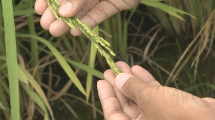 深刻な水不足で県内コメ危機「白く濁り品質低下」農家が悲鳴　価格高騰のおそれも