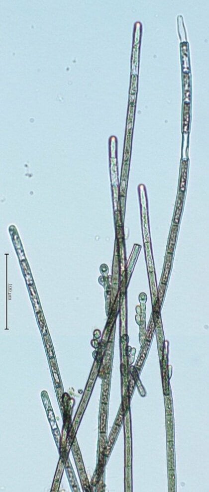 【国立科学博物館】皇居外苑北の丸地区から希少藻類カワモズクの新種を発見!-東京都心にすむ淡水産紅藻キタノマルカワモズク-