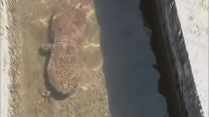【映像】真庭市で国の特別天然記念物「オオサンショウウオ」の”仲間”見つかる　体長約80センチ【岡山】ほか◇「幸せを運ぶ」国の特別天然記念物【コウノトリ】４羽のヒナが誕生◇天然記念物「ムラサキオカヤドカリ」山中で発見