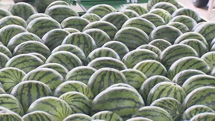 ネットに広がるスイカ割りの起源 「元々は人の頭だった」  恐ろしいうわさの真相は？ 