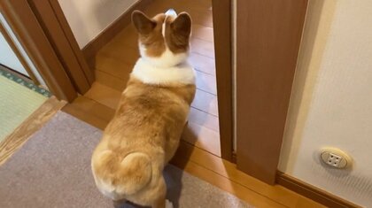 「今からトイレに行きますよ」家族に毎回アピールするコーギーが可愛い＆偉い！終わった後の様子を飼い主に聞いた