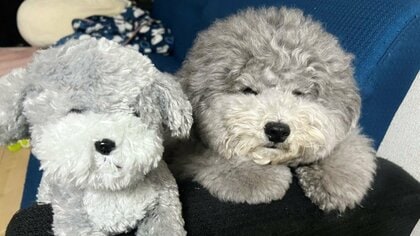 どっちが本物！？ぬいぐるみと約半年過ごした愛犬がそっくりに…どのタイミングが1番似ているのか飼い主に聞いた