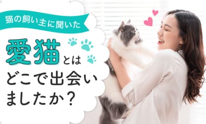 【猫の飼い主に聞いた!】愛猫との出会いは?