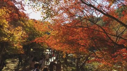 2年ぶりに屋台グルメとライトアップ復活　東海地方屈指の紅葉の名所「香嵐渓」…知る人ぞ知る撮影スポットも