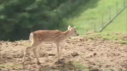 アフリカンサファリでシカのベビーラッシュ　大分・宇佐市