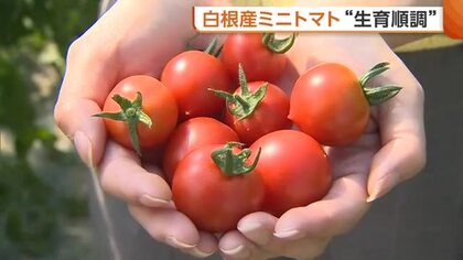生産量県内トップ！新潟・白根産“ミニトマト”の出荷開始　天候に恵まれ糖度高く「子どもでも喜んで食べてもらえる」