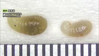 北海道の石狩湾新港でアカカミアリの幼虫を道内初確認、働きアリ約80匹とともに発見＿持ち込みや現場でふ化した可能性も＿累計約1440匹を駆除＿刺されると激しい痛みや腫れなど健康被害の恐れ