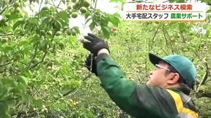 福井梅を収穫するのは…ドライバーや事務員　運送会社が高齢化で人手不足の農業を支援　過疎化で物流量の減少を見据え新規ビジネス