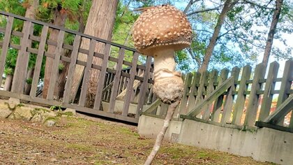 「バランスがおかしい」キノコに驚き…木の枝の先端にできることはある? 可能性を専門家に聞いた