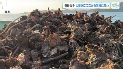 【養殖カキ大量死問題】 広島県の調査で大量死につながる兆候は確認されず　新たな実証実験も開始