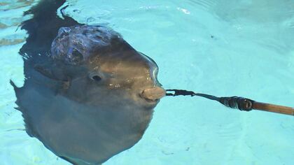 上皇ご夫妻も訪問…「マンボウの泳ぐ水族館」志摩マリンランド閉館へ 大阪万博に合わせ開業も来館者減り