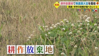 亡き祖父の土地に豆まき…「手間をかけずに無農薬」 大豆の収穫から挑む