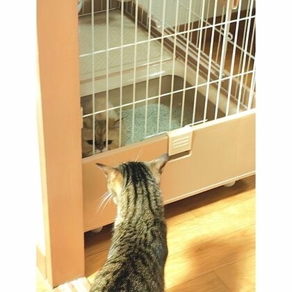 田中さんの家に来た日。トイレに隠れ、先住猫の「らてくん」と対面