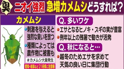 刺激与えると強烈な臭い…猛暑で急増「カメムシ」の習性を利用した“ほぼ