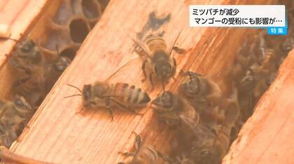 マンゴーができない！」 ミツバチ不足で農家が受粉問題に直面