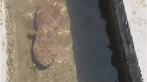 【映像】真庭市で国の特別天然記念物「オオサンショウウオ」の”仲間”見つかる　体長約80センチ【岡山】ほか◇「幸せを運ぶ」国の特別天然記念物【コウノトリ】４羽のヒナが誕生◇天然記念物「ムラサキオカヤドカリ」山中で発見