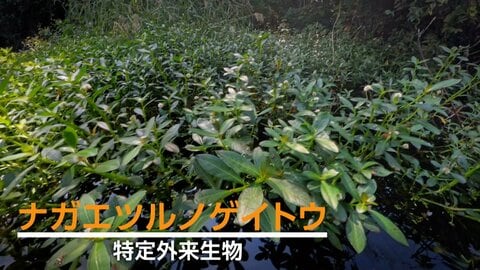 “地球最悪の侵略植物”の弱点は「光」か　「まるでゾンビ」ナガエツルノゲイトウの異常な繁殖力抑えるヒント探す研究
