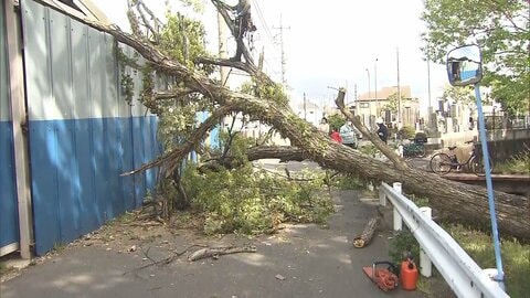 東京や千葉で倒木相次ぐ　20メートルのクヌギが根元から折れる　強風影響か　千葉市で最大瞬間風速21.2メートル観測