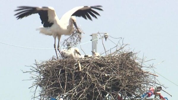 コウノトリが“電柱”で子育て 翼を広げて天敵から守る親鳥…巣立ちをめざし羽ばたく練習をするひなの姿も【佐賀発】｜FNNプライムオンライン