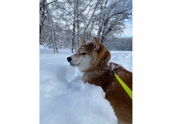 提供:柴犬ハルさん
