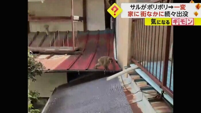 住宅の屋根の上で威嚇するポーズを取るサル(ビデオPost Fnn投稿サイト)