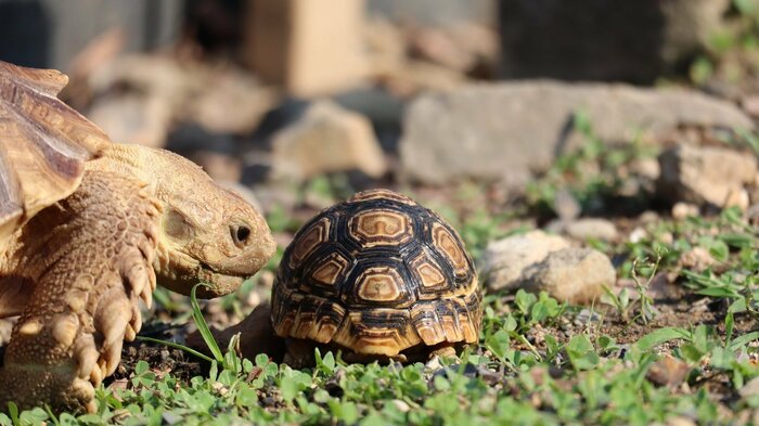 他のカメと比べても、まだまだ小さい