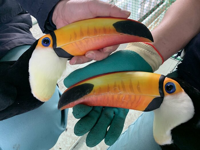 上:ポコ 下:トト(提供:円山動物園)