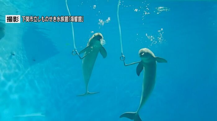 スナメリの「バブルリング」
