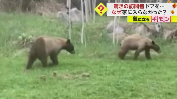 草の上を歩く2頭のクマ