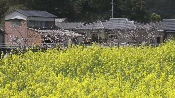 桜のピンクと、菜の花の黄色が美しい