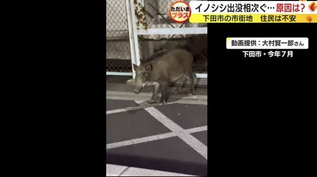 下田市の市街地に現れたイノシシ(2023年7月)