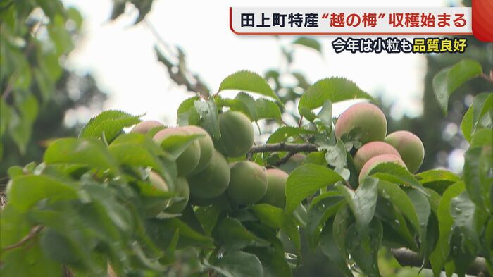 色づいた梅も品質には問題ない