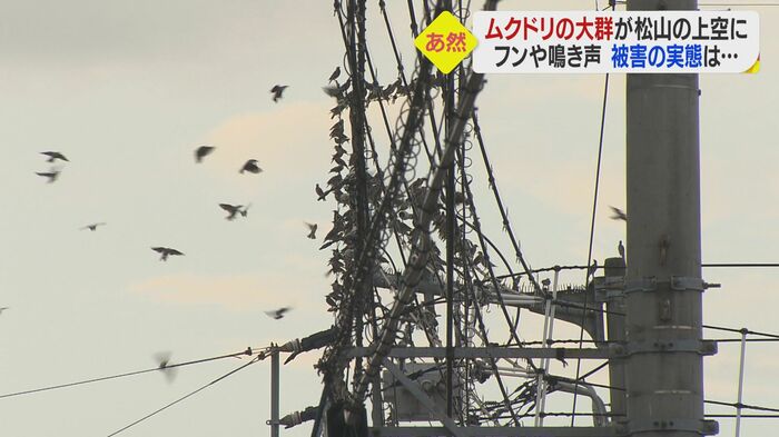 電線に大量に集まったムクドリ