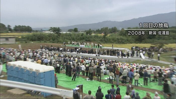新潟県の佐渡で行われたトキの放鳥(2008年)