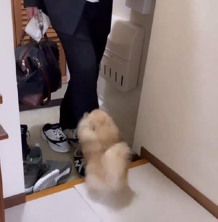 くるくる回ったり足にしがみついたり…パパさんは家に入れない