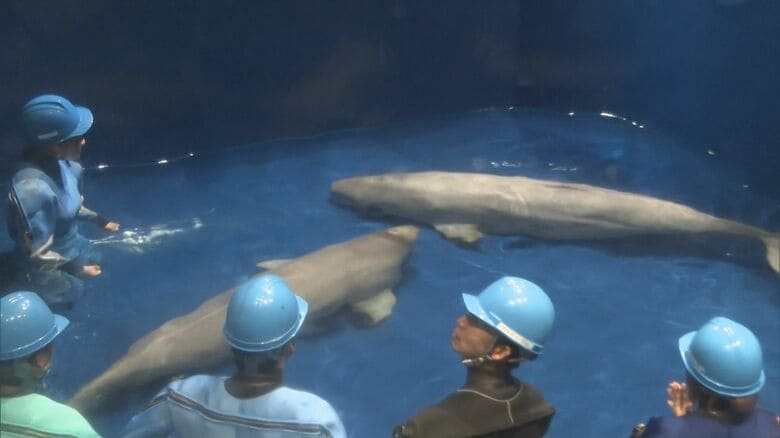 「リーリャ」と「アラン」シロイルカ2頭がお引っ越し…一般公開へ一歩　新たな環境でさらなる成長へ【島根発】　｜FNNプライムオンライン