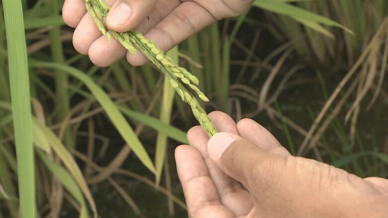 深刻な水不足で県内コメ危機「白く濁り品質低下」農家が悲鳴　価格高騰のおそれも｜FNNプライムオンライン