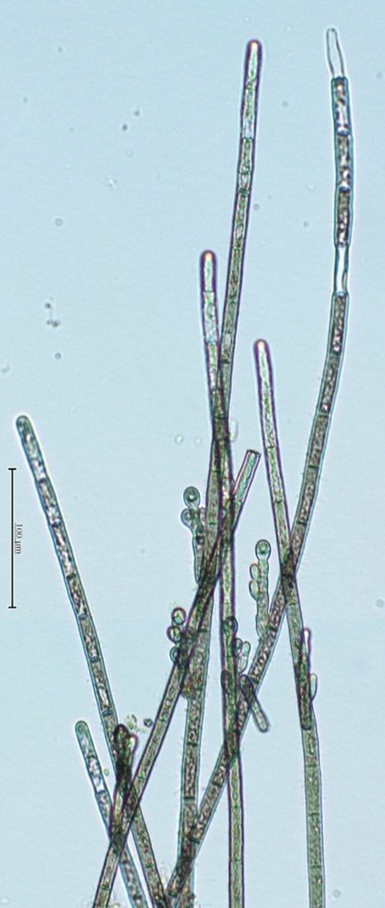 【国立科学博物館】皇居外苑北の丸地区から希少藻類カワモズクの新種を発見!-東京都心にすむ淡水産紅藻キタノマルカワモズク-