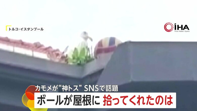 “奇跡のトス”がSNSで話題に「ありがとう!」屋根の上へ飛んだボールを“カモメ”が手助けし生徒たち大歓声 トルコ|FNNプライムオンライン