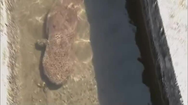 【映像】真庭市で国の特別天然記念物「オオサンショウウオ」の”仲間”見つかる　体長約80センチ【岡山】ほか◇「幸せを運ぶ」国の特別天然記念物【コウノトリ】４羽のヒナが誕生◇天然記念物「ムラサキオカヤドカリ」山中で発見｜FNNプライムオンライン