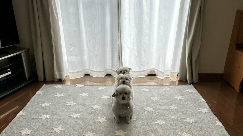 「わんわんトレインですか？」真っ直ぐ縦に並んだ3匹の犬の列が美しい…他の“フォーメーション”もあるのか飼い主に聞いた｜FNNプライムオンライン