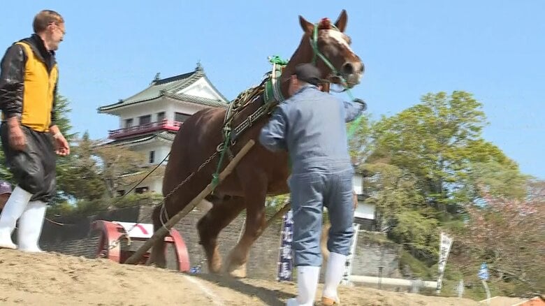 馬にむちは動物愛護法違反？伝統の輓馬（ばんば）大会を刑事告発 困惑する町と告発団体の言い分【宮城発】｜FNNプライムオンライン