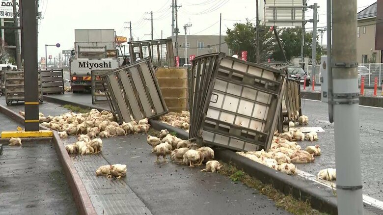 大崎市の国道上でニワトリが散乱　２０００から３０００羽を積んだトラックが荷崩れを起こしたか〈宮城〉｜FNNプライムオンライン