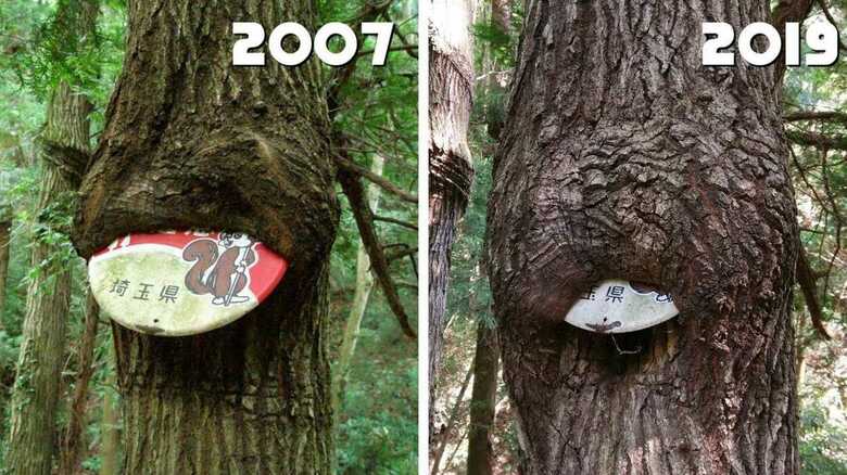 12年越しの“看板を飲み込んでいく木”に5.4万いいね…投稿者のその後【今年私バズりました】｜FNNプライムオンライン